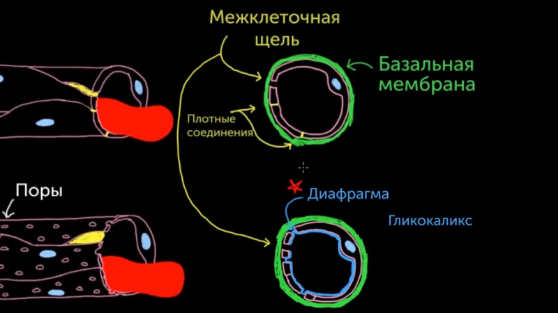 Мембрана поры. Диафрагма поры.